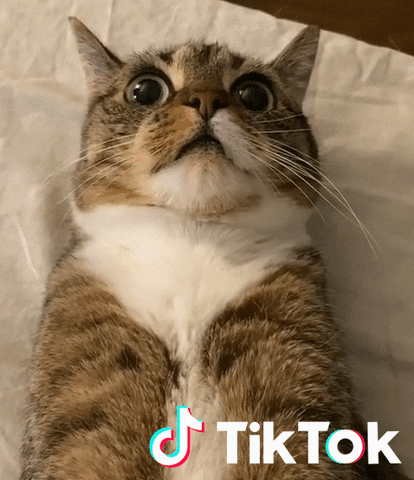 The face you make knowing you need an alternative to TikTok